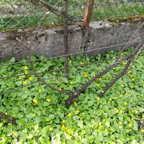 Bogi Vendégház Mezőkövesd - Zsóry 008 kép