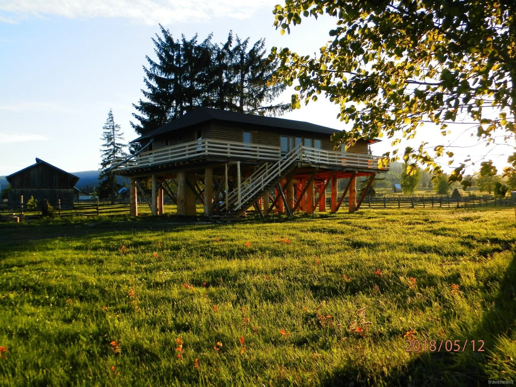 Căsuța din Copac - Cocoșul de Munte Șaru Dornei