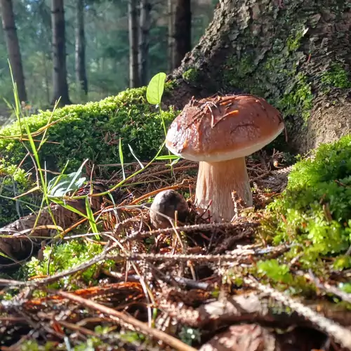 Őrségi Katicás Vendégház Viszák 045 kép