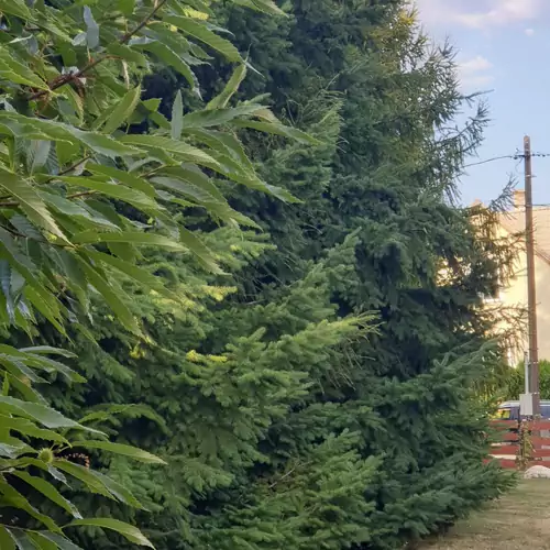Gesztenye Apartman Úrkút 012 kép