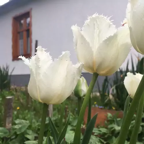 Göcsej Kapuja-Molnár Vendégház Babosdöbréte 022 kép