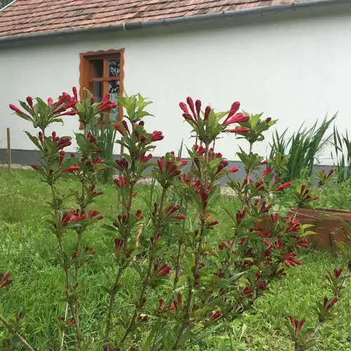 Göcsej Kapuja-Molnár Vendégház Babosdöbréte 026 kép