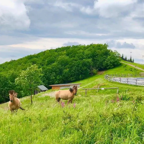Ny&aacute;r a s&iacute;parkban