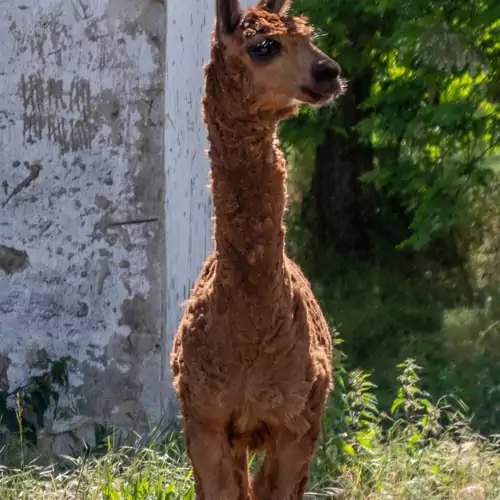 Alpaka Farm Csacsi Vendégház Pa 007 kép