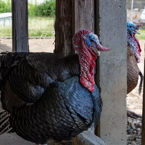 Alpaka Farm Csacsi Vendégház Pa 010 kép