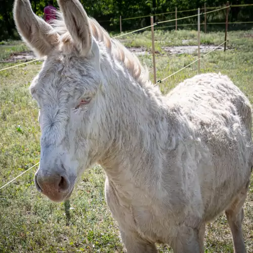 Alpaka Farm Csacsi Vendégház Pa 011 kép