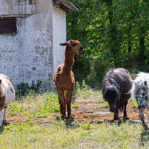 Alpaka Farm Csacsi Vendégház Pa 012 kép