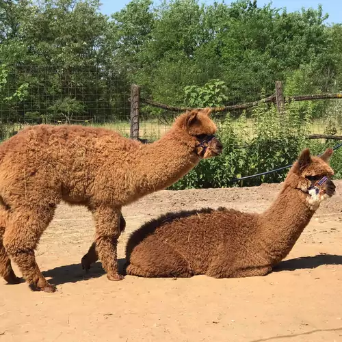 Alpaka Farm Csacsi Vendégház Pa 013 kép