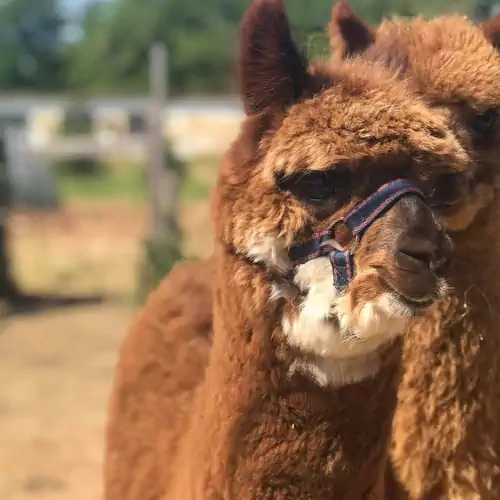 Alpaka Farm Csacsi Vendégház Pa 014 kép