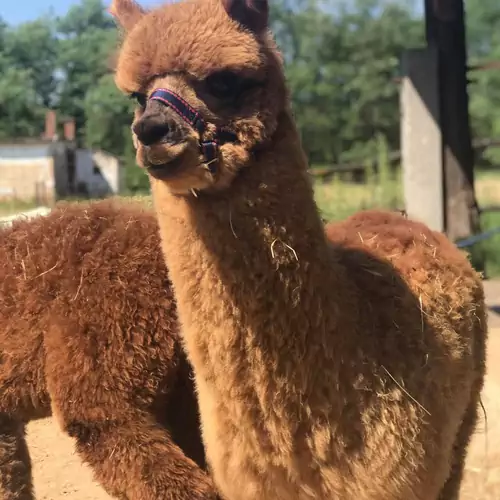 Alpaka Farm Csacsi Vendégház Pa 015 kép