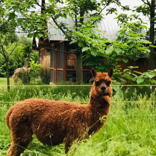 Alpaka Farm Csacsi Vendégház Pa 022 kép