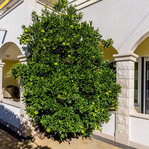 Apartments Palm tree Okrug Gornji  4