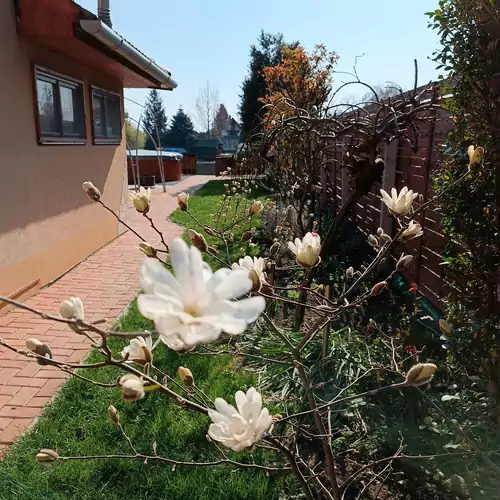 Sakura Vendégház Békésszentandrá 010 kép