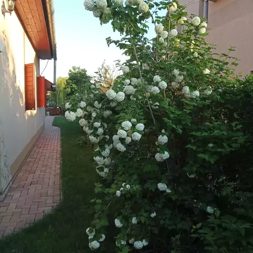 Sakura Vendégház Békésszentandrá 012 kép