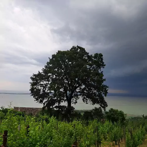 Szőlőskert Vendégház Badacsony 019 kép