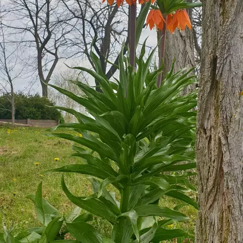 Pagony Berénybenei Fogadó Lajosmizse 013 kép