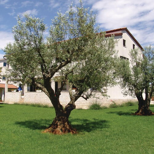 Apartman Poreč - Parenzo - CIE190  3