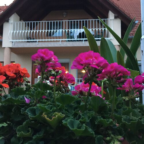 Janos's Home of Balatonfüred  2