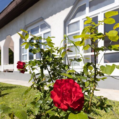 Parkos&iacute;tott udvar.