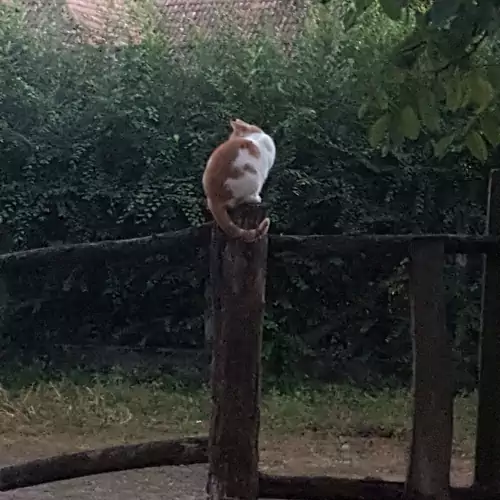 Igricz Farmház Pócsmegyer 009 kép