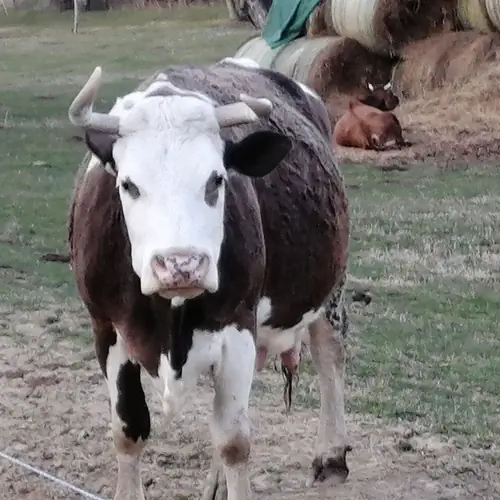 Zsuzsa a tanya tehenei k&ouml;z&uacute;l