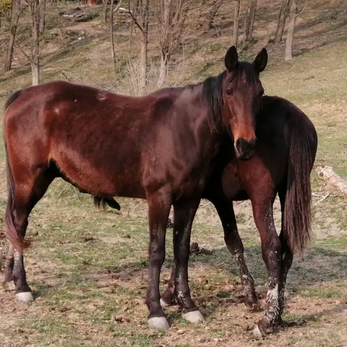 Matyi &eacute;s a F&uuml;ge a tanya h&aacute;tas l&oacute;vai k&ouml;z&uuml;l 