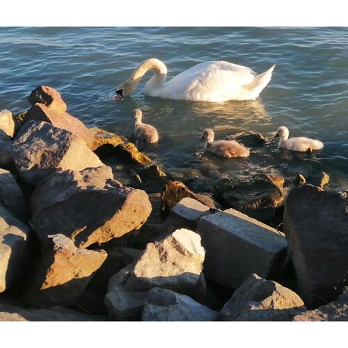 Napsugárház Apartman Balatonfűzfő