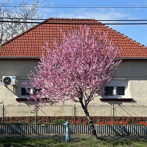 Diána Vendégház Poroszló