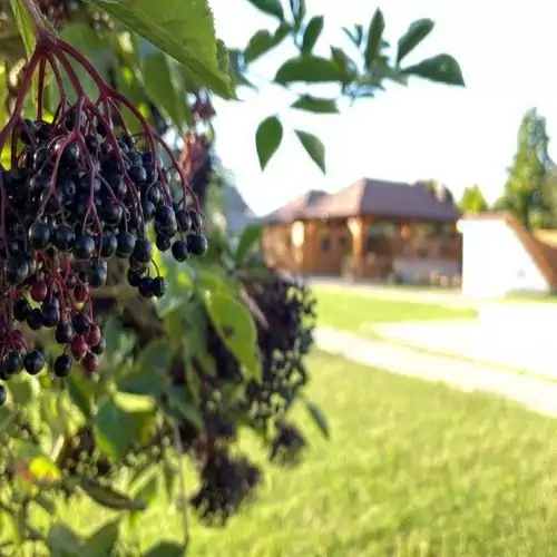 Szőlőszem Vendégház Abádszalók 012 kép