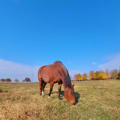 Akácos Tanya és Vendégház Márok 020 kép