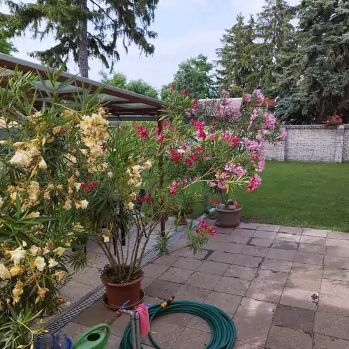 Tartós Szegfű Vendégház Tázlár 077 kép