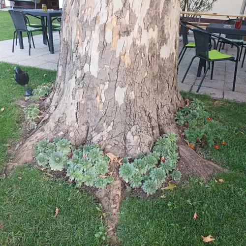 Tartós Szegfű Vendégház Tázlár 095 kép