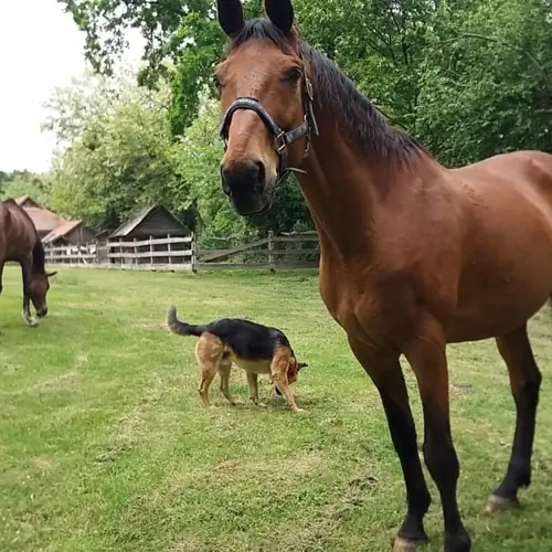 Gordon +, Zsombor, Benji