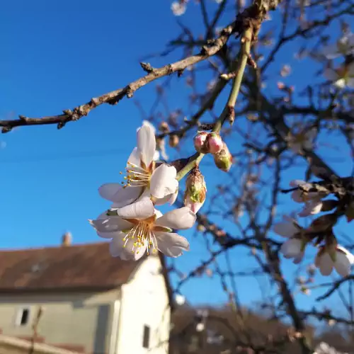 Kéknefelejcs Vendégház Tapolca-Diszel