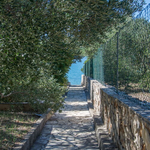 House Olive Tree Tkon  4
