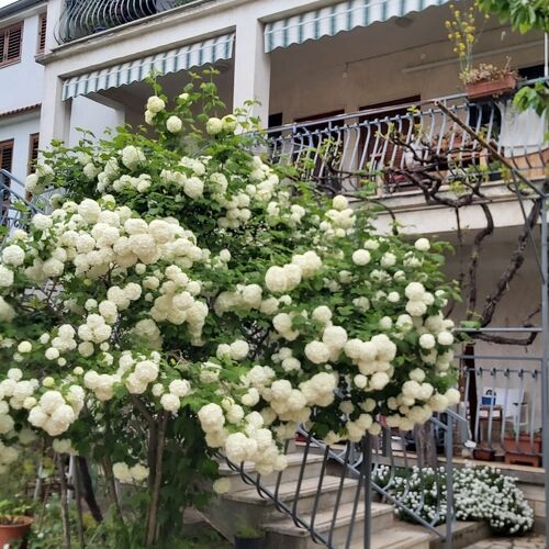 Apartmanok és Szobák A Tenger Mellett Rovinj - 19183  3
