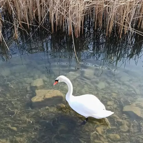 Bella Apartman Balatonfűzfő 012 kép