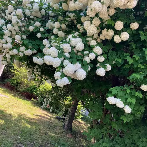 Szőlőfürt Apartman Balatonboglár 004 kép