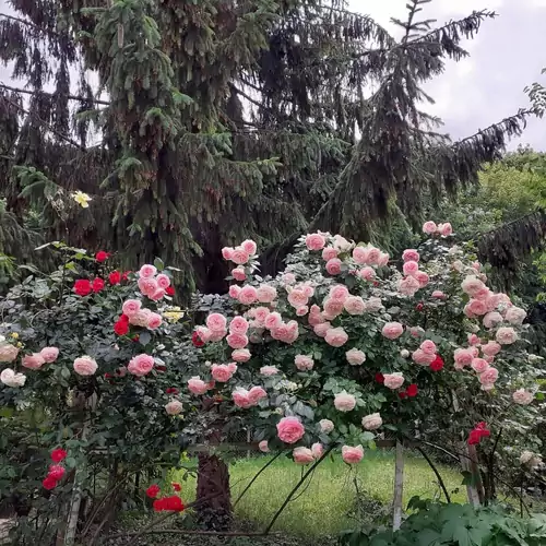 Szőlőfürt Apartman Balatonboglár 007 kép