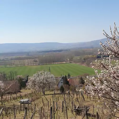 Szilva és Dió Présház Szent György-hegy Raposka 009 kép