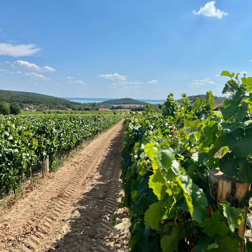 Vass Villa Vendégház és Pincészet Felsőörs  2