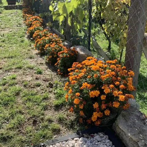Csucska-Lak Vendégház Füzérkajata 047 kép