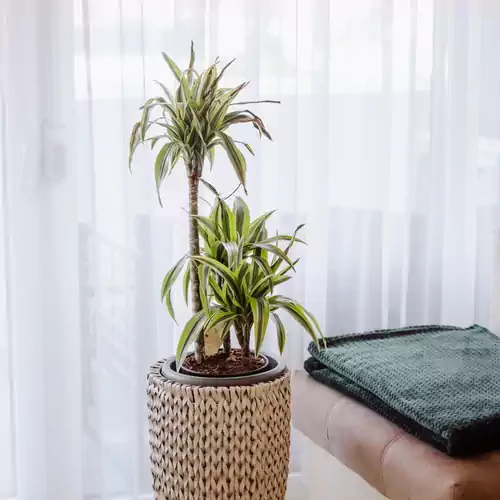 Alexandra Apartman Korona Szálláshely Keszthely 017 kép