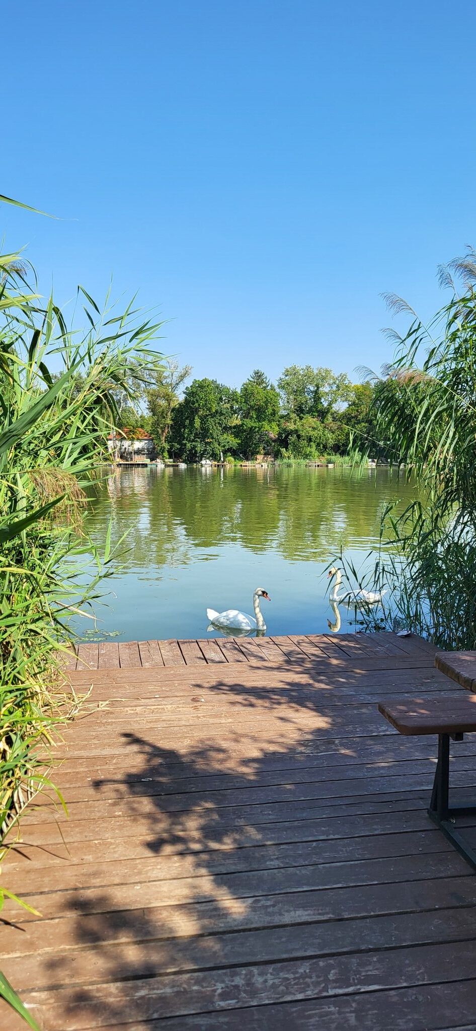Pecó Kecó Ráckeve
