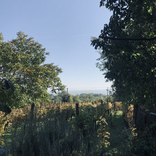Fügéskert Balatongyörök  4