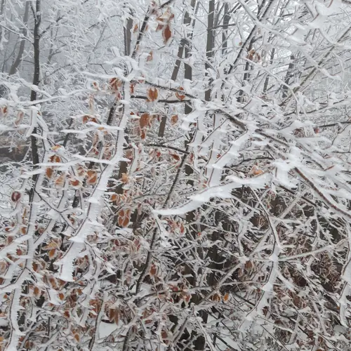 Z&uacute;zmara - term&eacute;szet