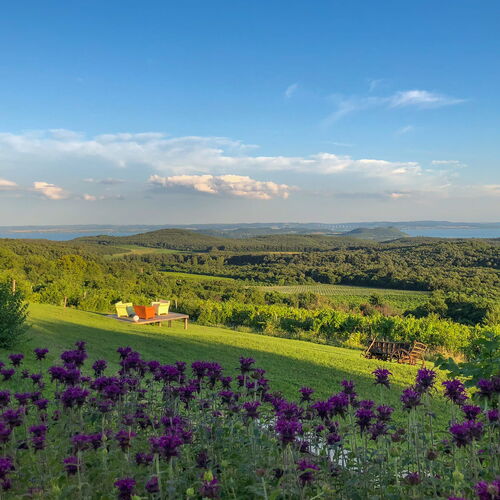 Hantos Pince Vendégház Balatonszőlős  4