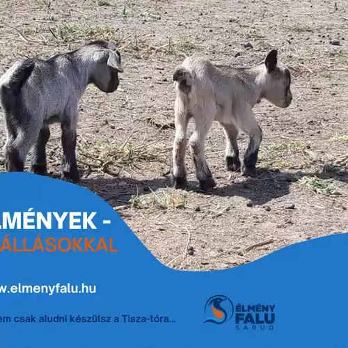 Tőkés Réce Élményporta Sarud 014 kép