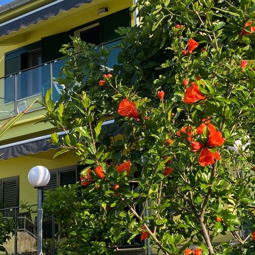 Apartmanok A Tenger Mellett Poljica, Trogir - 11934 Poljica  4