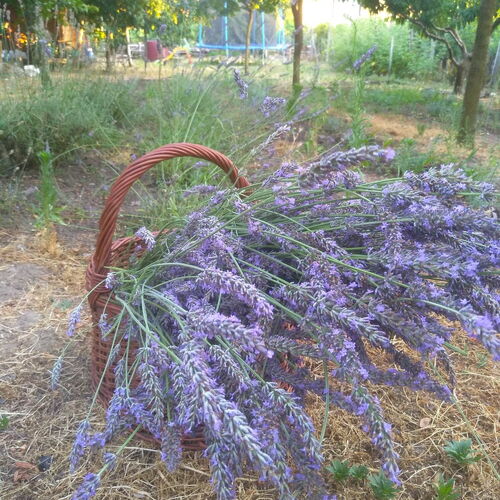Rozi Garden Vendégház Badacsony  2